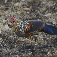 Grey Junglefowl